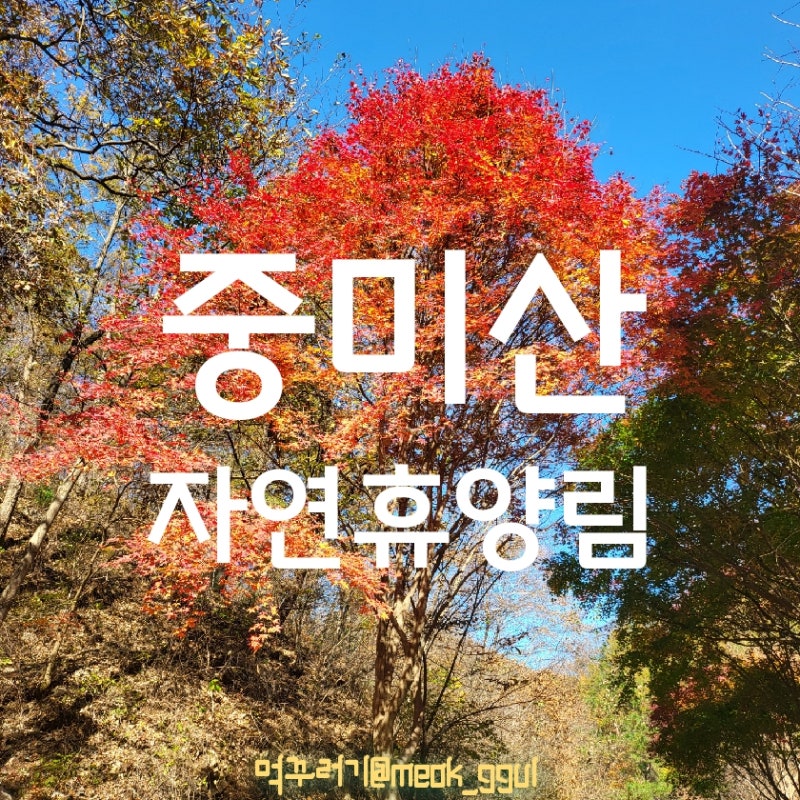 경기 양평 단풍 맛집 / 중미산 자연휴양림 / 황금빛 은행나무 아래에서의 가을 산책