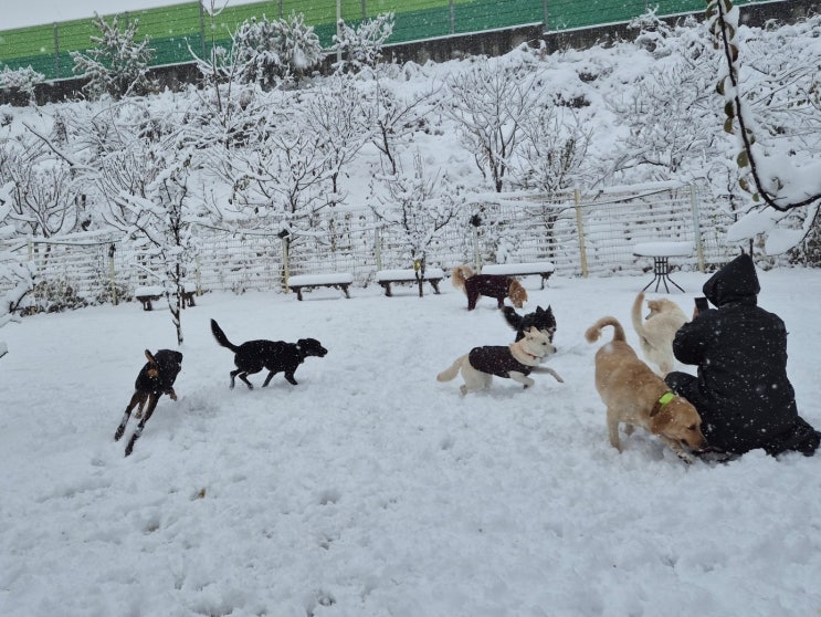  송파 애견카페:) 라드독 천연잔디 운동장에서 첫눈을 밟다