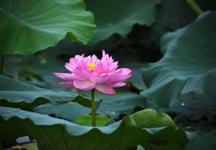  연꽃 꽃말은 무엇~