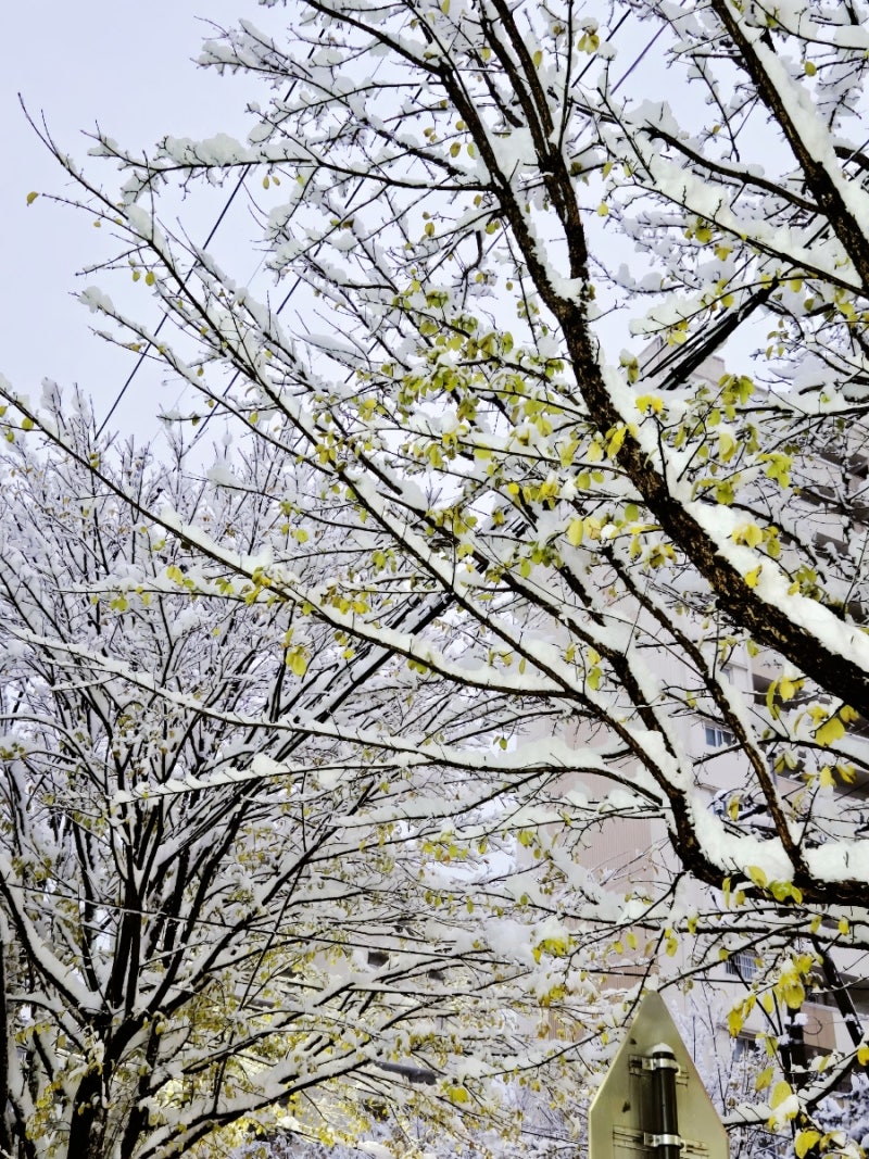 "눈(雪)과 관련된 꿈, 눈 내리는 꿈, 눈 태몽, 눈 꿈해몽, 꿈해몽, 꿈풀이, 눈 쌓인 꿈,"
