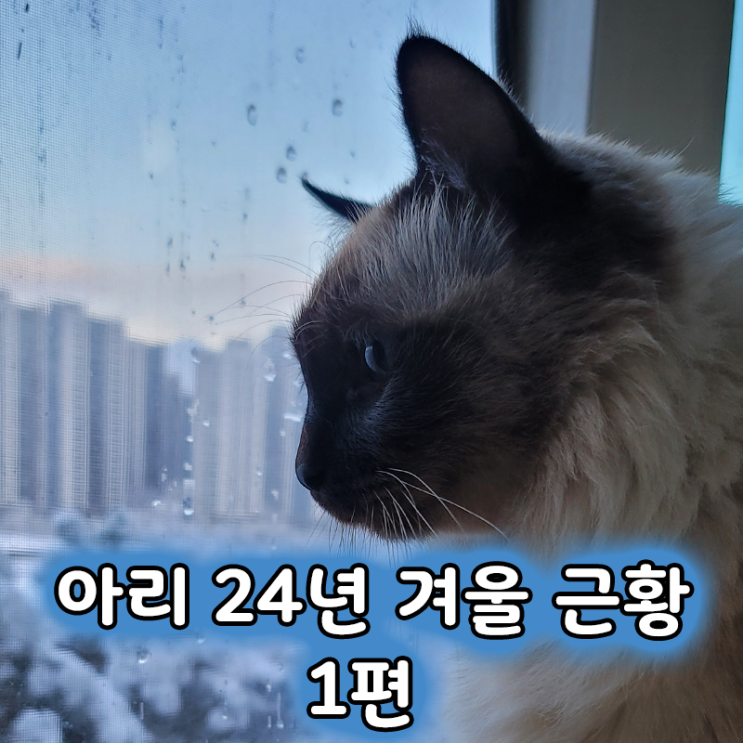  샴 발리니즈 고양이 아리의 24년 겨울 근황 1편