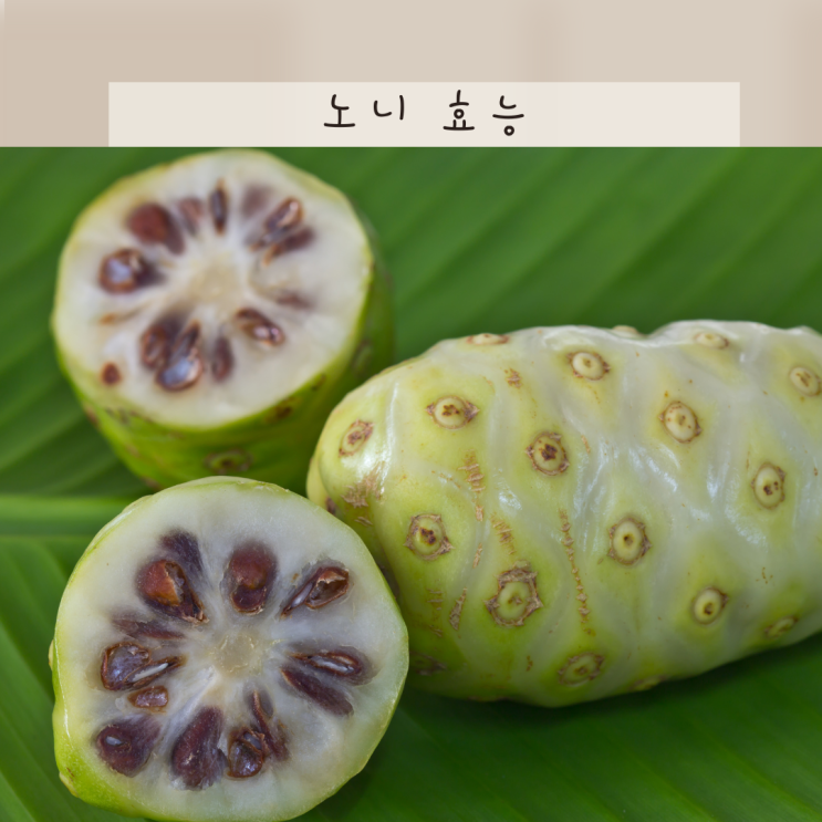 노니 효능 노니주스 노니즙 먹는법 복용법 하루 적정량