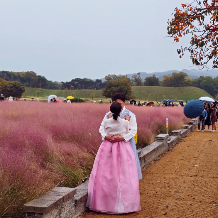  경주 대릉원 첨성대 핑크뮬리, 경주 천마총 내부 아이와 경주 여행