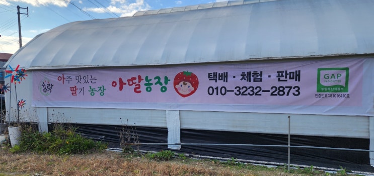  포천 아딸농장 11월 맛있는 딸기 체험 가능한 곳