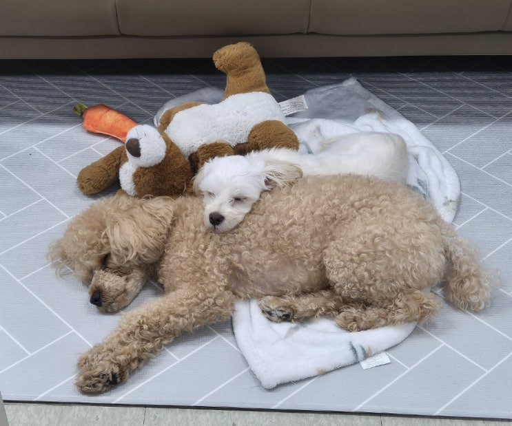 잠자는 자세도 똑같은 강아지 밤빵이!