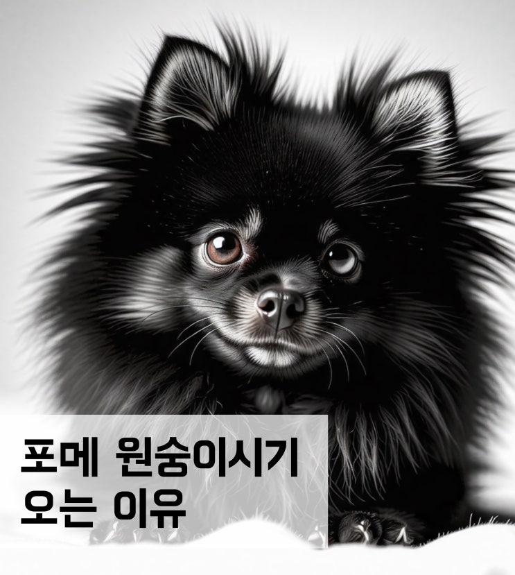  포메 원숭이시기 오는 이유와 털날림
