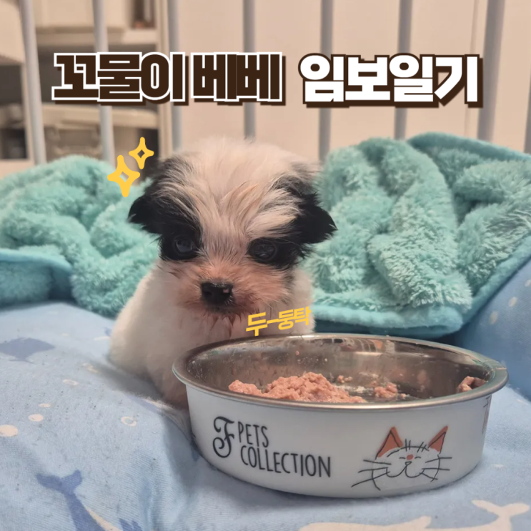  인천 반려견 입양 유기견 무료분양, 강아지 임보일기 feat. 견생역전 프로젝트