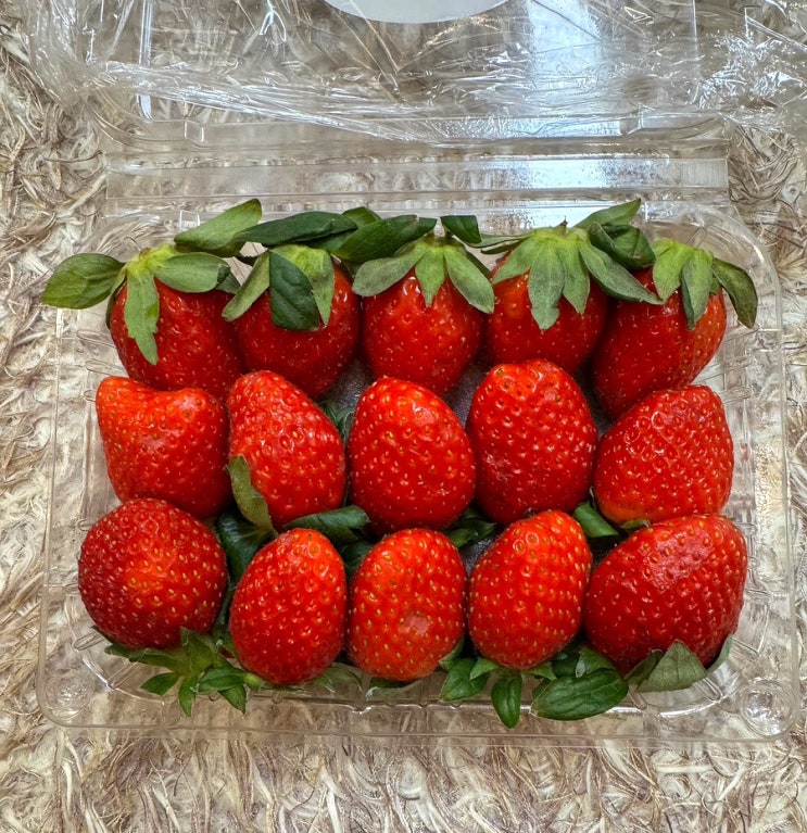  국산 설향 딸기 중과 1kg 당도가 보장된 스트로베리의 계절이 왔어요