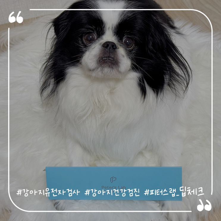  강아지유전자검사 강아지건강검진 피터스랩 딥체크 검사키트
