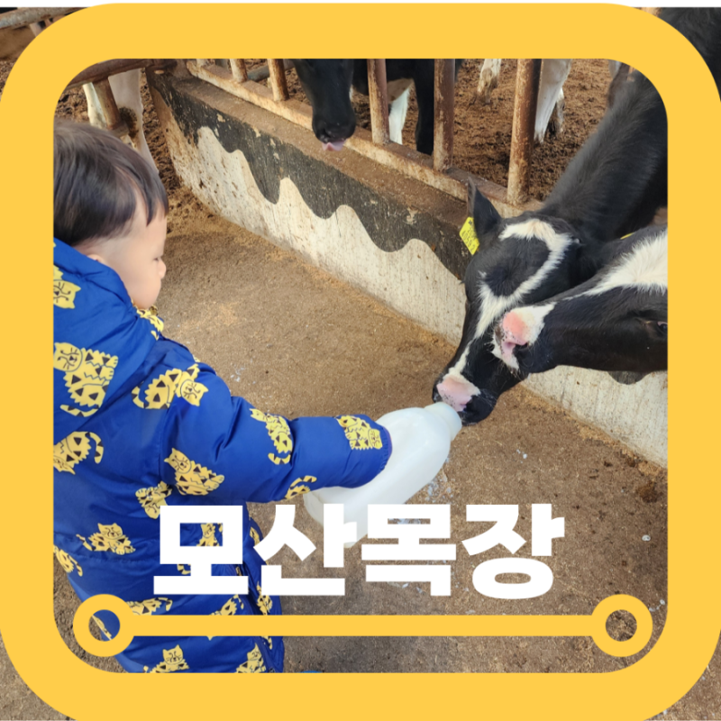 파주 아기랑 실내 체험 모산목장 1인 하루 28000원