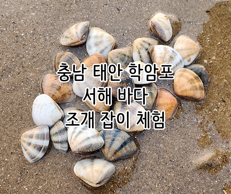  충남 태안 학암포 서해 바다 조개 잡이 체험
