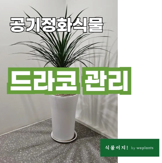 드라세나 드라코 키우기 겨울철 실내에서 잎 자르기 관리 방법