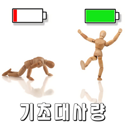 기초대사량을 알면 살이 빠져요