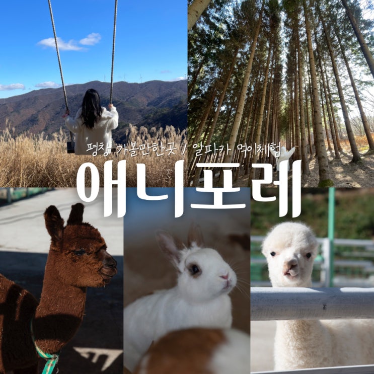  [평창여행] 모나용평 애니포레 알파카 먹이체험, 포토존, 할인 정보