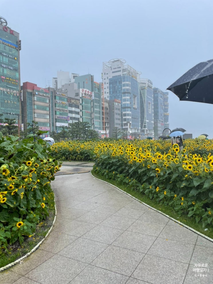  민락해변공원_광안리 여행 코스 추천(해바라기, 국화, 청보리)