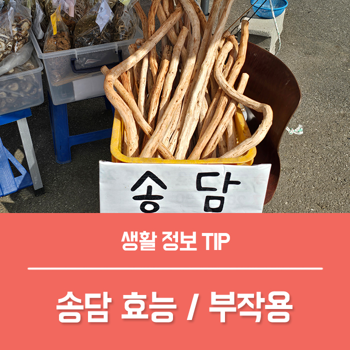 송담 효능 부작용, 송담주 먹는법 궁금하신가요?