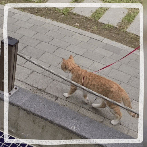  고양이 산책 해도 되나요?산책방법 및 고양이 하네스 훈련 팁