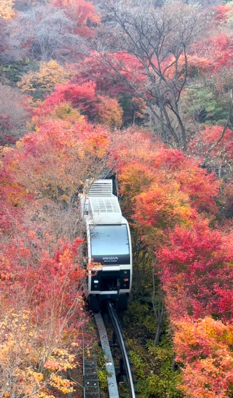 가을 단풍명소 화담숲 (2024년11월15일)_입장지각