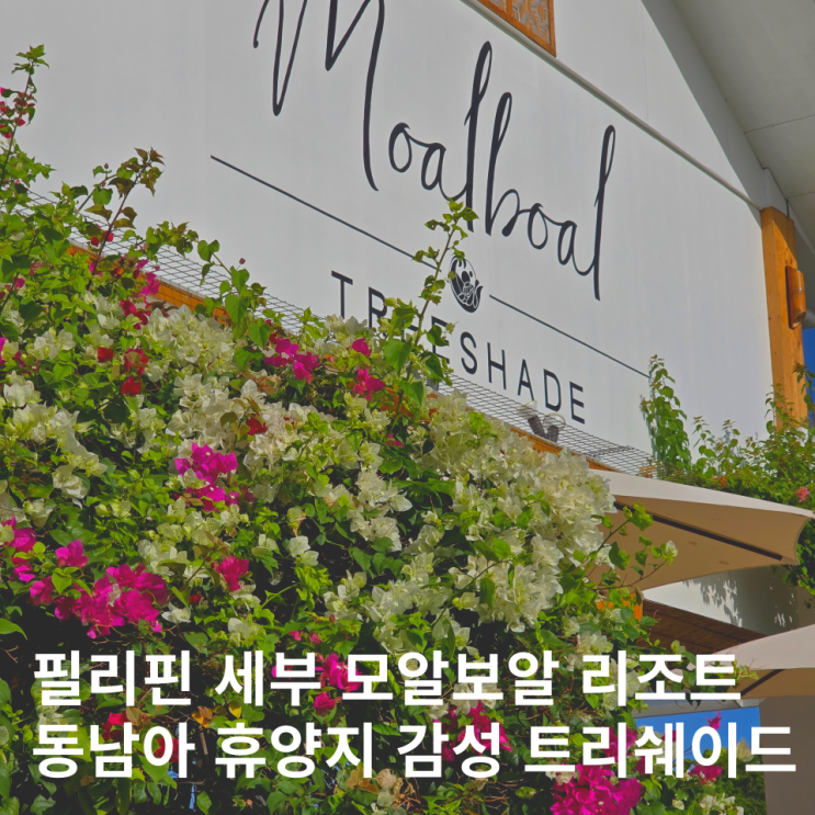  모알보알 트리쉐이드 리조트 후기 세부 숙소 추천
