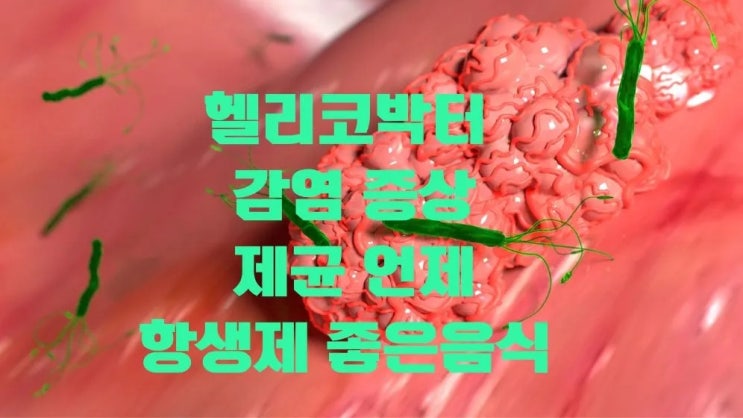  헬리코박터 감염 독성 증상 제균 항생제 좋은음식