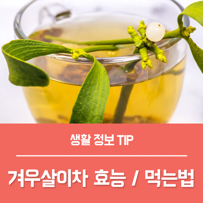  겨우살이 효능 겨우살이차 담금주 먹는법은?