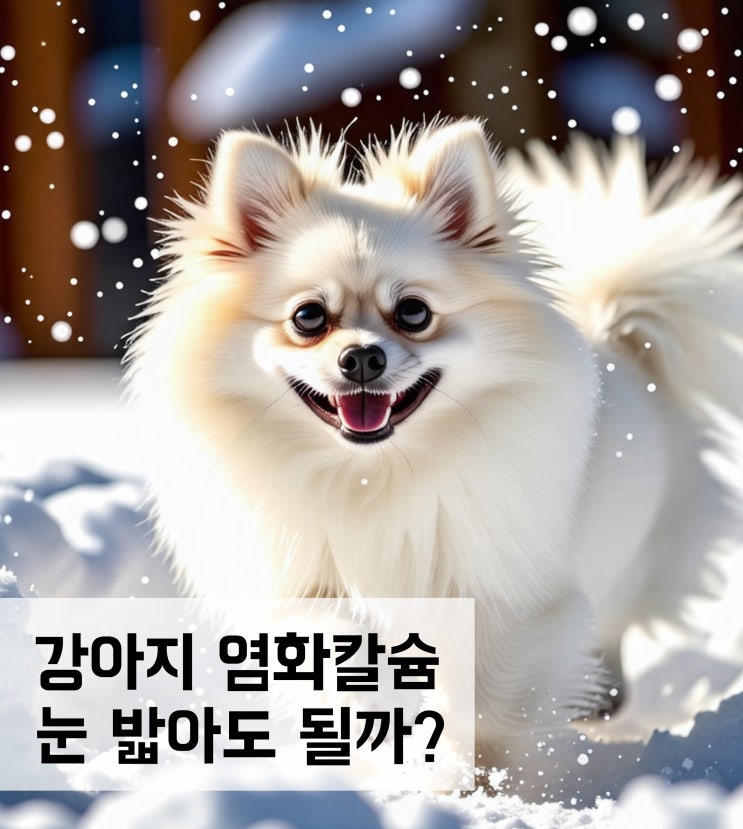  강아지 염화칼슘 눈 밟아도 될까?