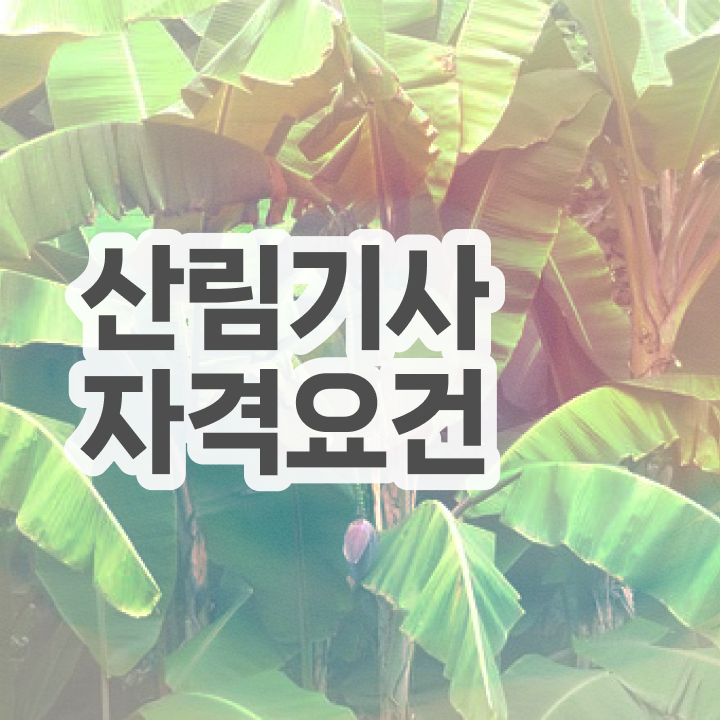 2024 산림기사 , 산림기사 시험자격 학점은행제로 간편하게 성공한 후기