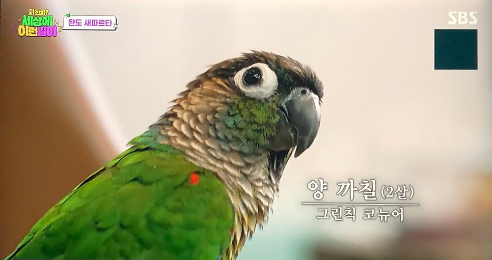 컷트만들기 사진 4
