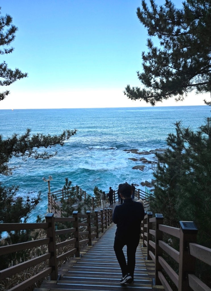  속초애견동반가볼만한곳 바다향기로 해안산책로 속초해수욕장 관람차