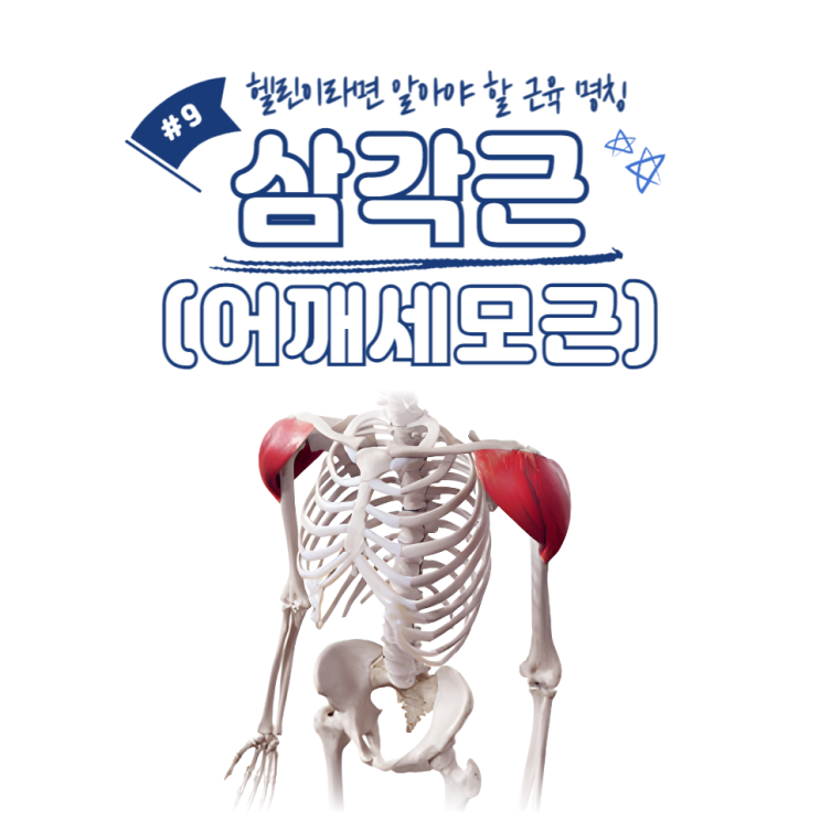  헬린이라면 알아야 할 근육 명칭 #9 - 삼각근(어깨세모근) / 영등포역피티
