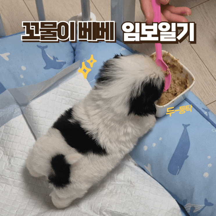 인천 유기견 무료분양, 강아지 무료분양, 베베 임보일기 2