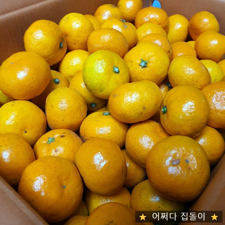 제주감귤의 제철이 왔다! 제주도의맛 새콤달콤한 참맛 노지감귤