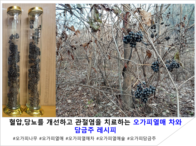 혈압,당뇨를 개선하고 관절염을 치료하는 오가피열매 차와 담금주 레시피
