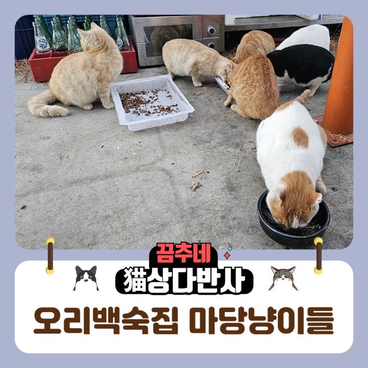  시골집 마당냥이들 근황