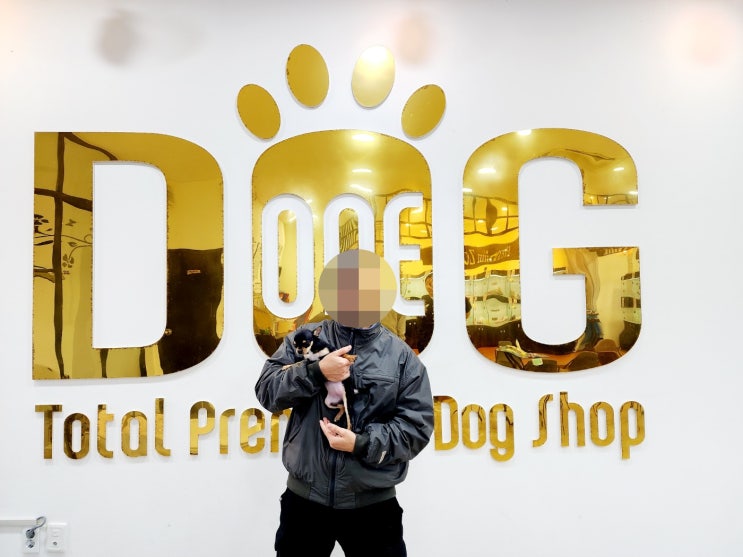  세종시 강아지분양 원독 블랙탄 치와와 분양 완료! 운명 같은 만남의 순간
