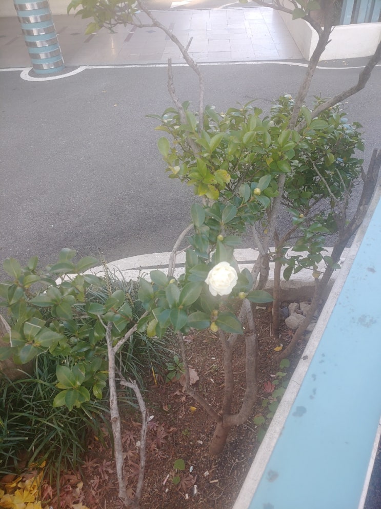 겨울에 피는 꽃 겨울에 피는 꽃