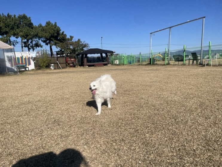  [부산대형애견카페 애견운동장이있는] 멍라운지