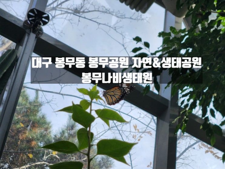 대구 봉무동 아이와 함께하기 좋은 실내 가볼만한 곳 '봉무나비생태원' 대구 봉무동 아이와 함께하기 좋은 실내 가볼만한 곳 '봉무나비생태원'