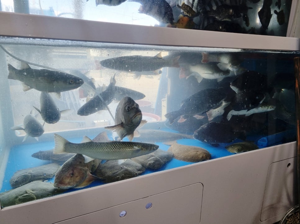 막썰이회센타 사진 5