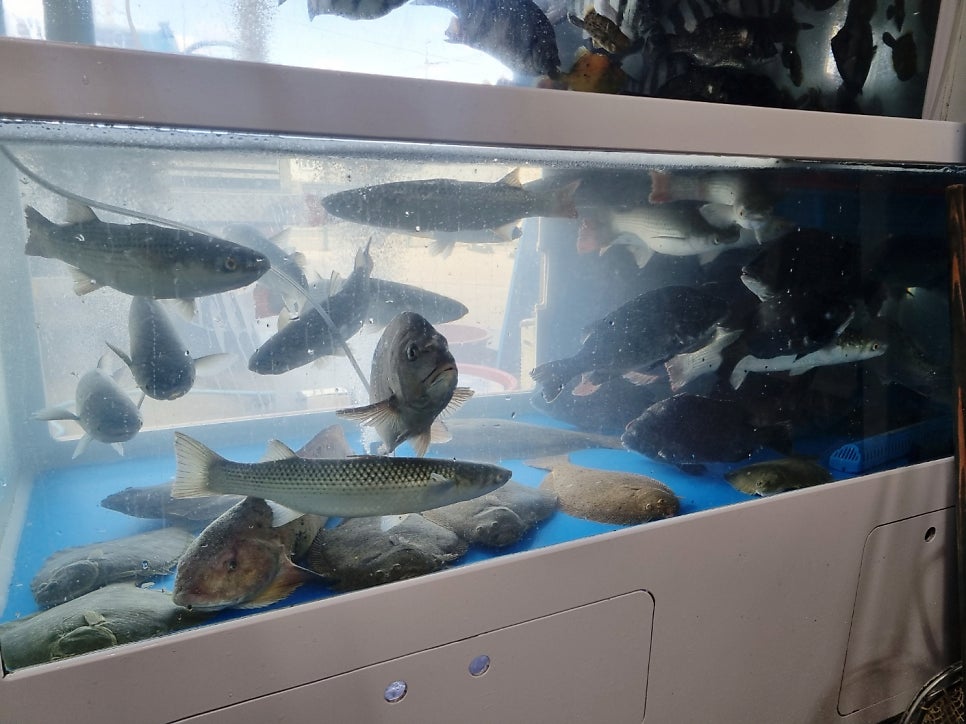 막썰이회센타 사진 3