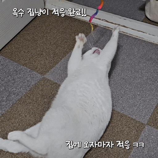  성묘합사 1일차 : 섬섬(여아)이와 옥수(남아)의 합사가 시작되었다. 우리 섬섬이만 긴장을 안 하면 쉽게 풀어갈 수 있는 일인데...