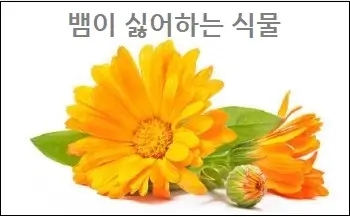 뱀이 싫어하는 식물 참고하세요