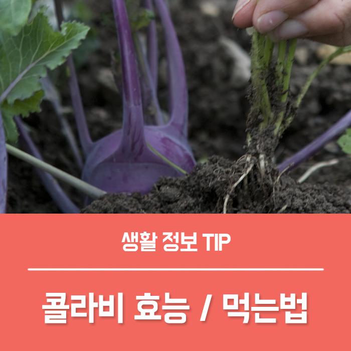  콜라비효능 부작용, 콜라비잎 먹는법 알려드릴게요