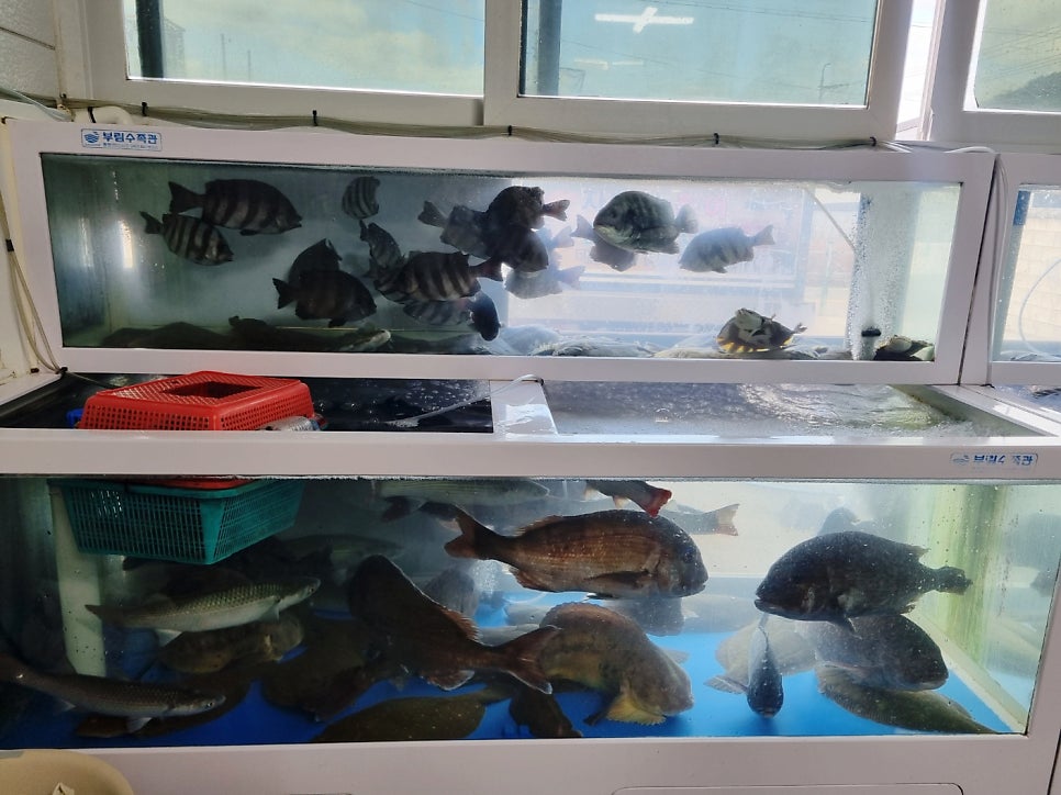 막썰이회센타 사진 4