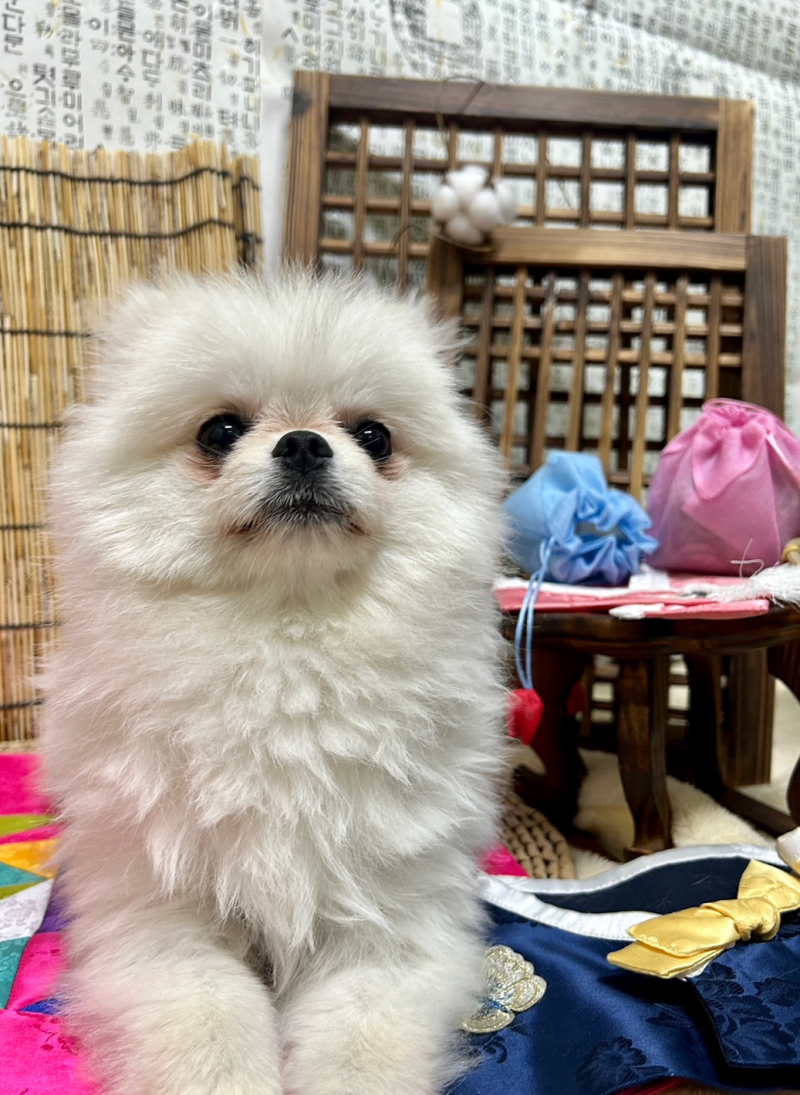 놀러오개 애견유치원 애견호텔 산동옥계점