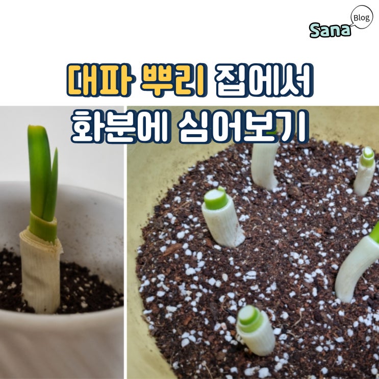  대파 뿌리 집에서 화분에 심어보기