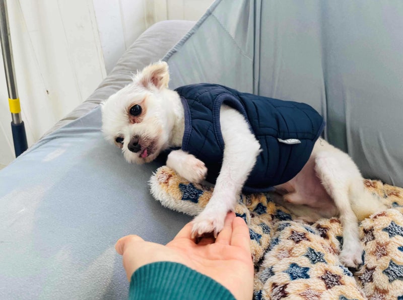 투퍼피 강서점