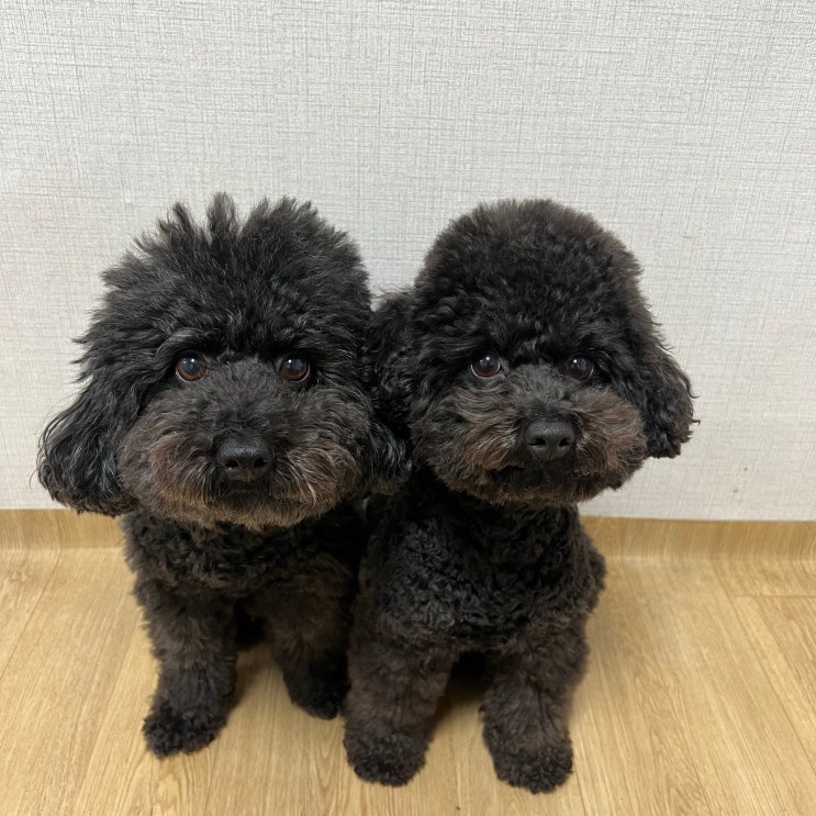  강아지 열날때 증상 정상체온 열내리기 응급처치