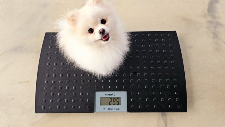  위례 애견유치원 :) 소형견, 대형견 모두 이용 가능한 라드독 강아지 운동장