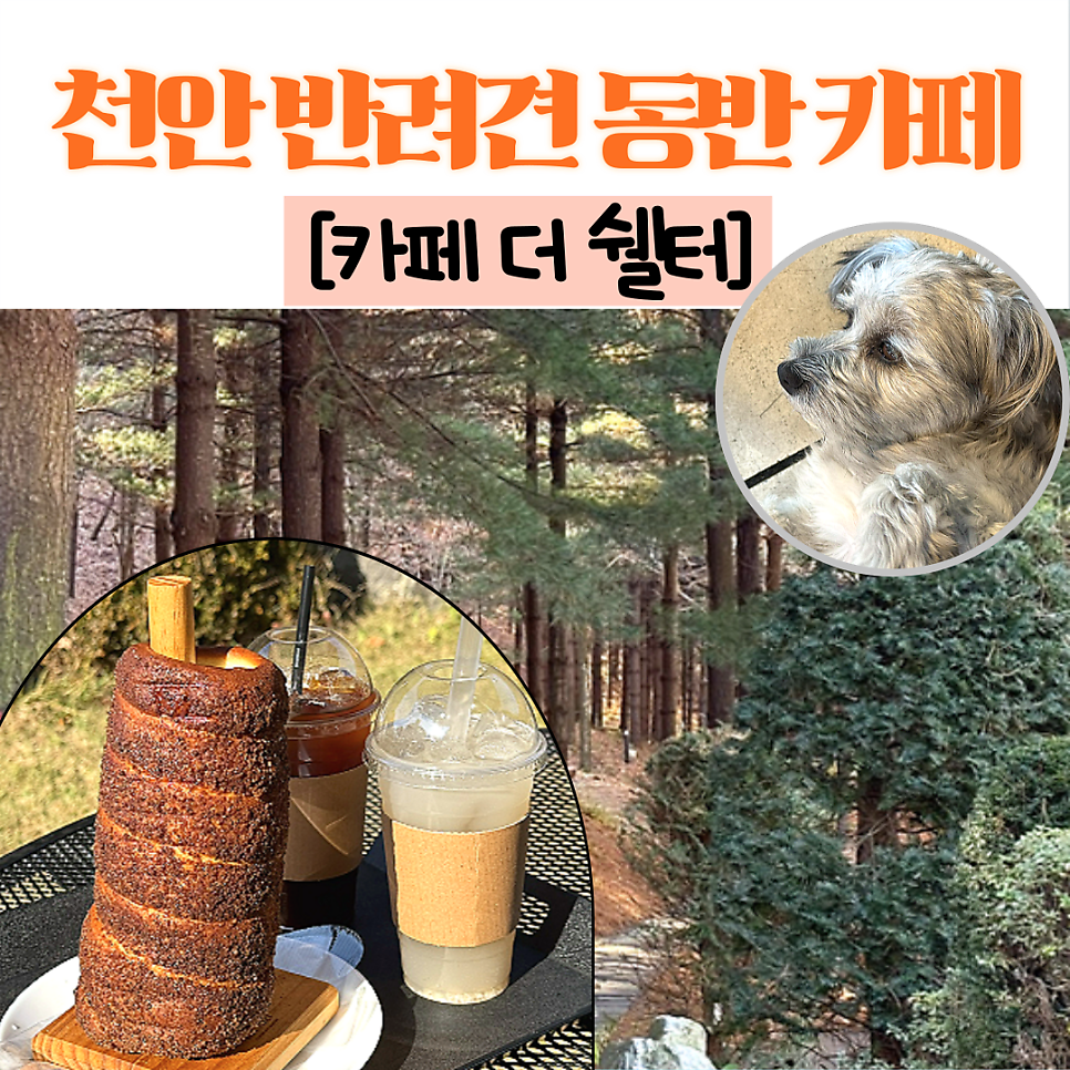 더쉘터 사진 1